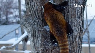 Red Panda ”Hokuto