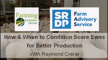 How & When to Body Condition Score Ewes for Better Production
