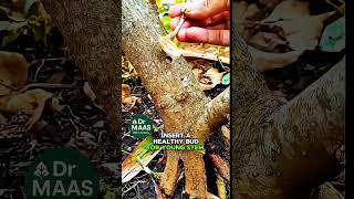 High Success Grafting Method 🌱 Simple Bud Grafting Technique #farming #tricks #gardening #shorts