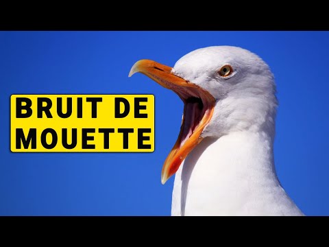 BRUIT DES MOUETTES