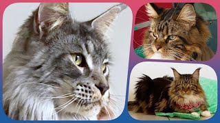 🌟🐾 Top10 Week 10 - Maine Coon Showtime! Your Ranking of Shorts with Sherkan & Shippie! 🐾🌟 125 by Maine Coon Cats TV 294 views 1 month ago 2 minutes, 42 seconds