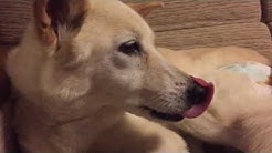 柴犬系雑種犬のかわいい日常 Youtube