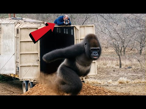 عندما يتم اطلاق سراح الحيوانات لاول مرة ردة فعلهم مدهشة وغريبة Part 3 