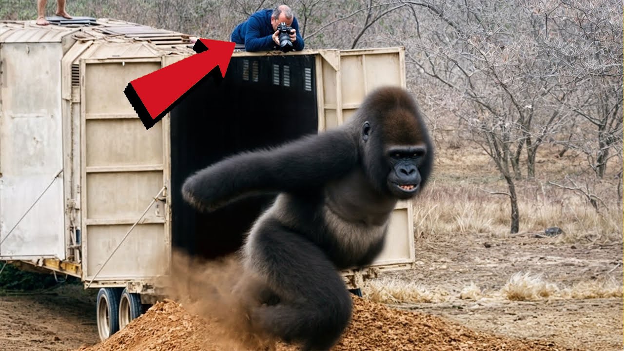 عندما يتم اطلاق سراح الحيوانات لاول مرة | ردة فعلهم مدهشة وغريبة | Part 3