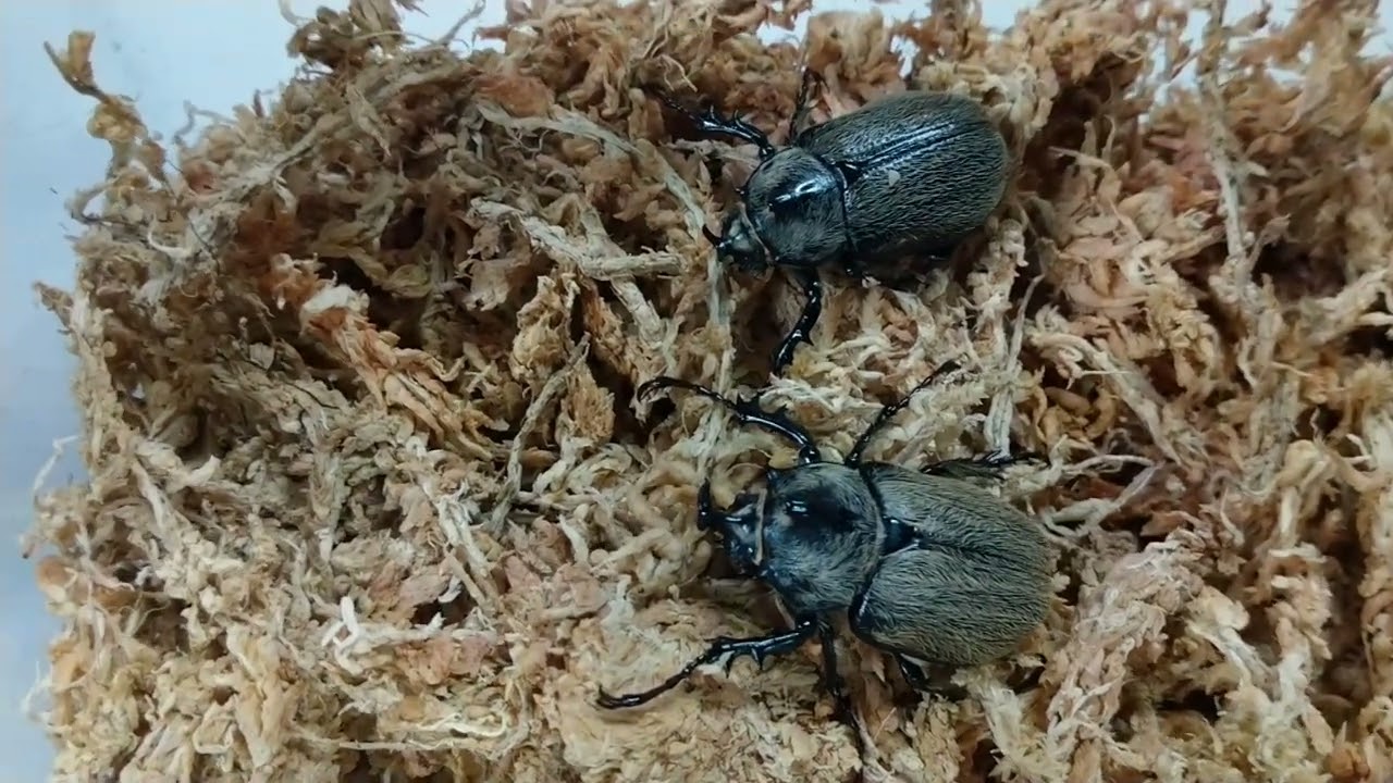 the most smallest elephant beetle - Megasoma thersites (origin