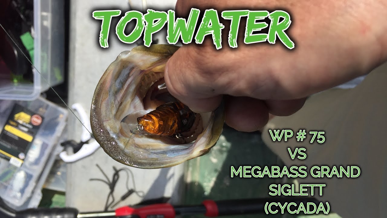 Topwater Day WP#75 vs MegaBass Grand Siglett (Cycada) 