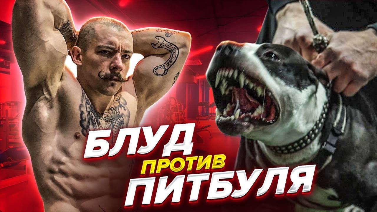 БЛУД VS ПИТБУЛЬТЕРЬЕРА ДЖЕС. WALL CLIMBING PITBULL YouTube