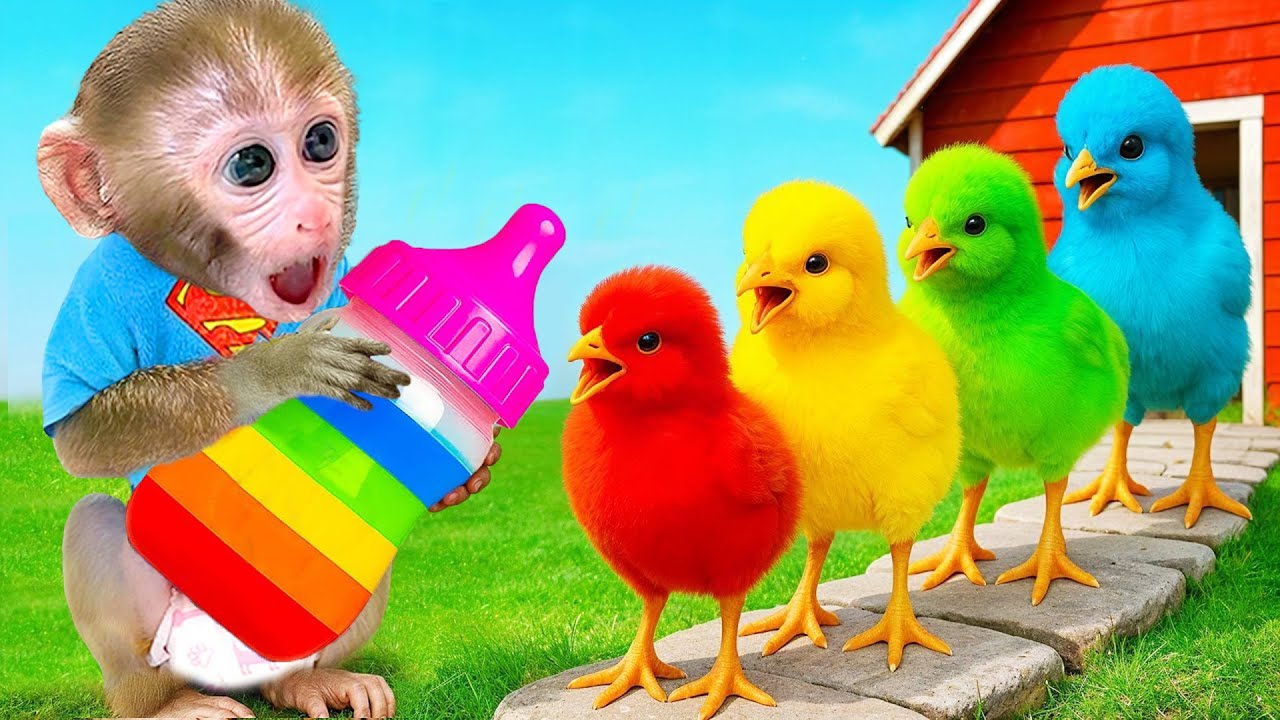 Monyet Bon Bon Imut bermain petak umpet bersama para bebek dan memanen buah-buahan di peternakan