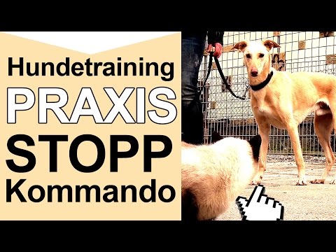 Hundetraining - Stopp Kommando - Hundetraining Online Tipps