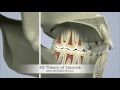 DentalArt3D. 3D Theory of Slavicek