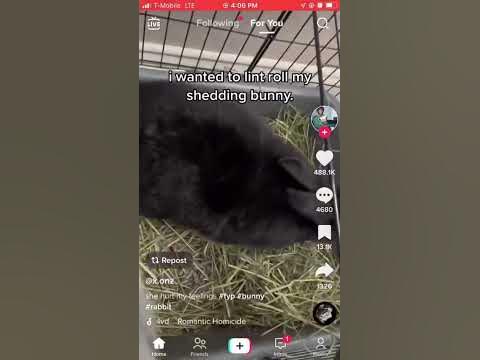 Trying to lint roll my shedding bunny 