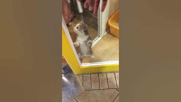 行きつけのペットショップが今日で閉店…連れて帰りたい