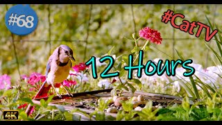 12 Hours TV for Cats Uninterrupted Birds  and Squirrels CatTV