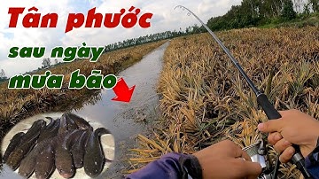 Câu Lure Cá Lóc ✅ Câu Cá Lóc Vườn Khóm Tân Phước Sau Ngày Mùa Mùa Mưa Bão | Tâm Râu Vlog #377