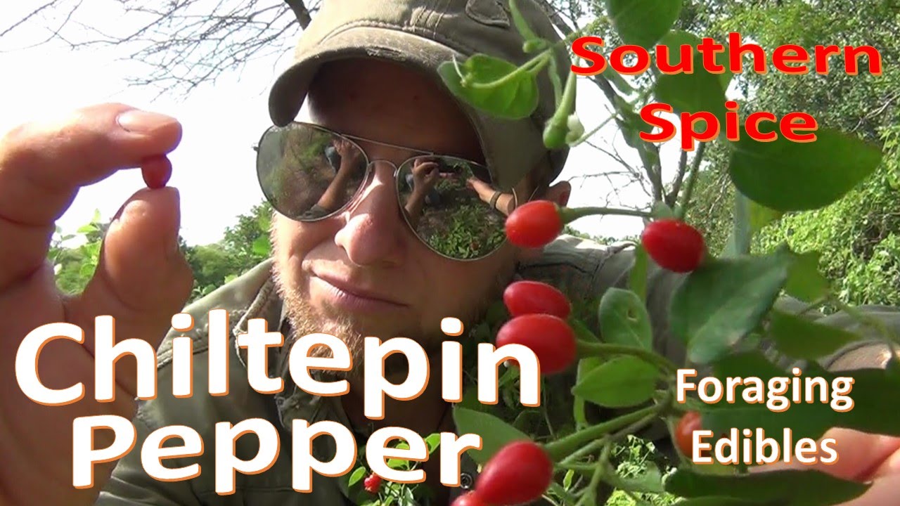 woodsman axe The Wild Chiltepin Pepper -Primitive Foraging and Survival Food-
