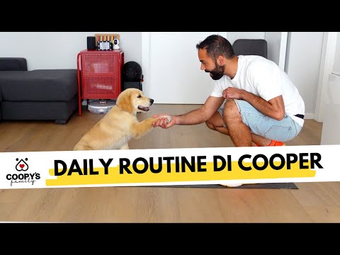 QUAL È LA GIORNATA TIPO IDEALE PER UN CUCCIOLO? | ECCO LA DAILY ROUTINE DI COOPER | GOLDEN RETRIEVER