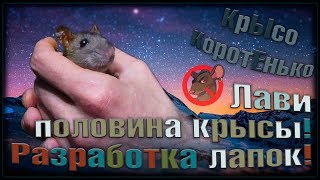 (О) Крысёнок Лави. Половина крысы. Разрабатываем лапки, и бежим, бежит, бежим... (Wild Rats) (О) Крысёнок Лави. Половина крысы. Разрабатываем лапки, и бежим, бежит, бежим... (Wild Rats)