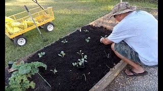 Planting Georgia Collard Greens | Fall Crop