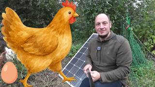 Get Chickens and Keep them Safe