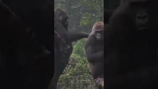 Family drama between the Gorillas ♥️ #gorilla #gorillas #animals