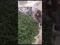 جمع الخيار في البيوت المحمية ٢٣ أكتوبر ٢٠٢٣ جمع الخيار في البيوت المحمية ٢٣ أكتوبر ٢٠٢٣