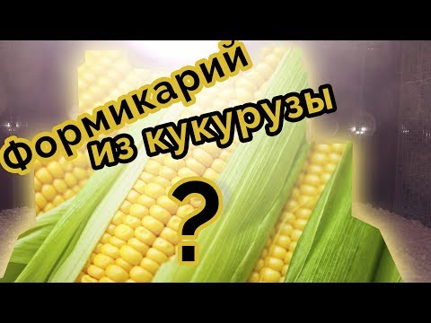 Видео: Огромный формикарий для муравьёв из кукурузы