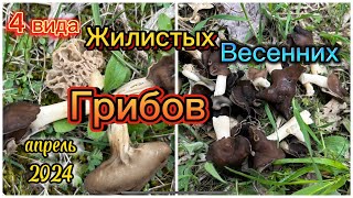 Тихая охота на весенние грибы,апрель 2024! Helvella:Spadicea,Lacunosa,Acetabulum;Morchella Esculenta