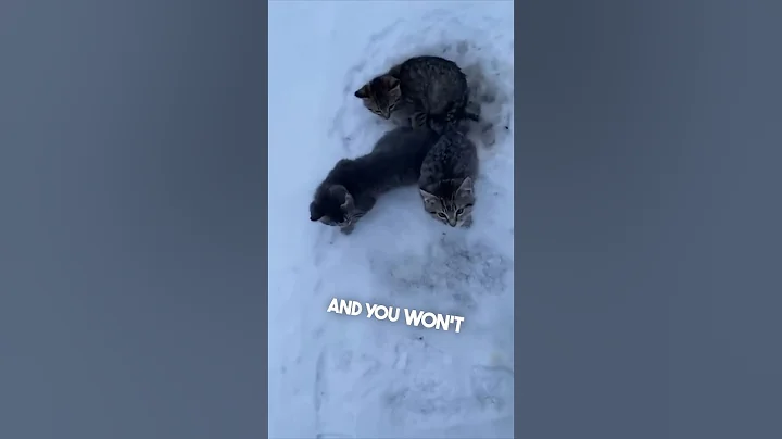 He saved these kittens left on the side of the road ❤️