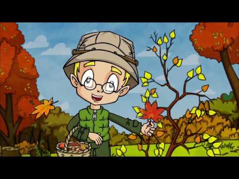 Короткий мультфильм про лес