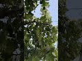 Ege'de Koruk Zamanı: Bağlar Uyanıyor 🍇 #ege #slowmodege #koruk #grape #üzüm
