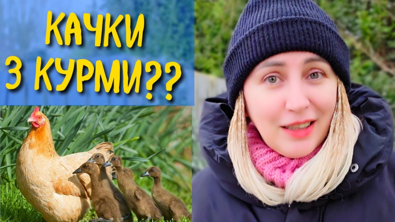 НЕ ВАРТО КУРЕЙ І КАЧОК ТРИМАТИ РАЗОМ.МІНУСИ УТРИМАННЯ СУХОПУТНОЇ І ВОДОПЛАВНОЇ ПТИЦІ НА ПОДВІРЇ 