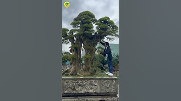 Đây có thể là cây Duối đẹp nhất việt nam