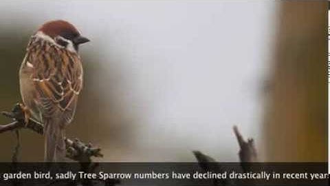 Pair of Tree Sparrows inspecting my garden nest box!