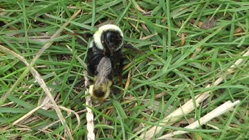 Mating Bumblebees