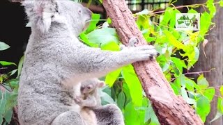 Koala Joeys Need to Eat Poop