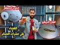 القضاء علي حشرات الحمام ذباب وقمل وسوس الريش بطريقه سهله جدا القضاء علي حشرات الحمام ذباب وقمل وسوس الريش بطريقه سهله جدا