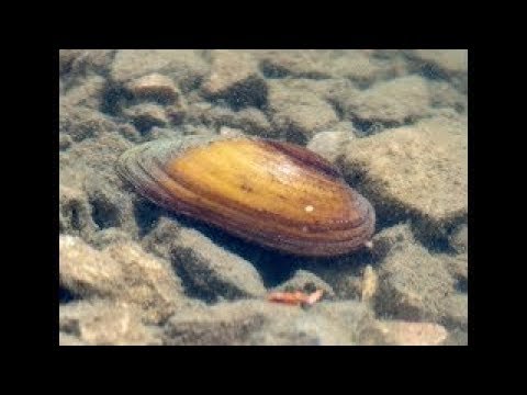 Μύδια - αχιβάδες του γλυκού νερού. Τα φυσικά φίλτρα των νερών.