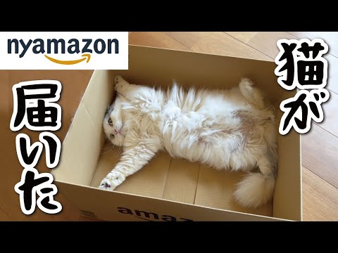 Nyamazonから猫が届きました【関西弁でしゃべる猫】