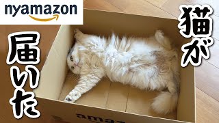 Nyamazonから猫が届きました【関西弁でしゃべる猫】 【猫アテレコ】