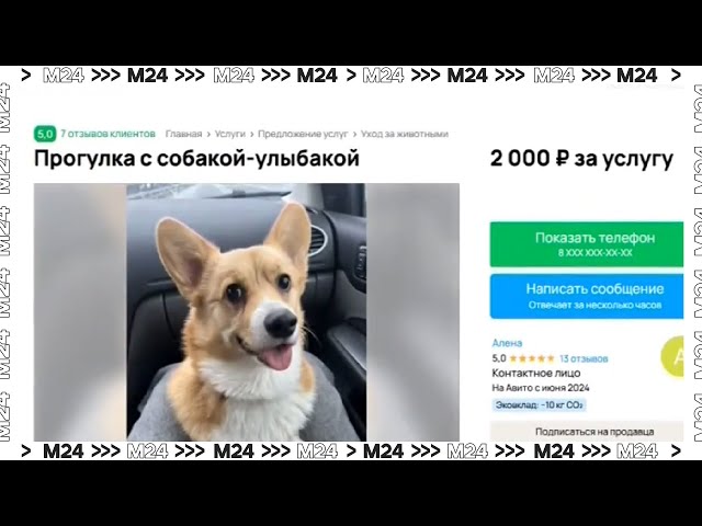 Москвичи начали пользоваться услугой догшеринга  Москва 24