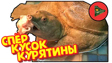 ТРИОНИКС СПЕР КУСОК КУРИЦЫ! Наблюдаем как ест китайский трионикс!