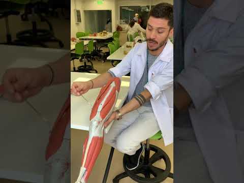 Vídeo: Músculos De Las Extremidades Inferiores: Estructura, Lesiones