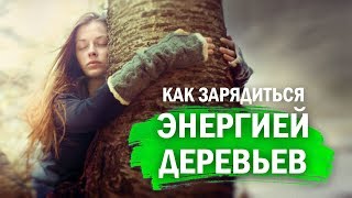 🌳 КАК ЗАРЯДИТЬСЯ ЭНЕРГИЕЙ ДЕРЕВЬЕВ - Наглядный Пример