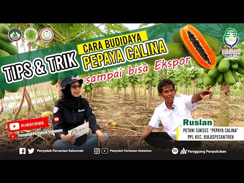 Video: Pembiakan Penyedut Pawpaw: Cara Pembiakan Keratan Akar Pawpaw