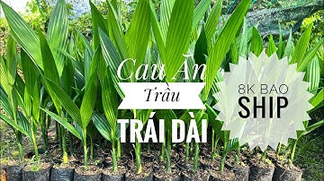 Cau Ăn Trầu Trái Dài, Giá 8k, 9k  1 cây , Bao ship