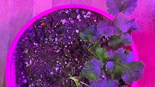 Follow up grow report growing Cilantro from seed in organic soil applying mycorrhiza to the Roots￼