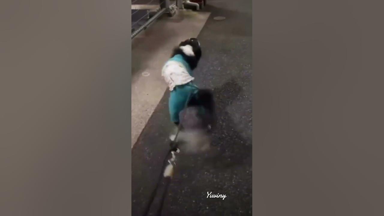 #guallando #fulanito #firulaisentiktok #bailando #funnyvideos #funnydog #firulaisenti #shorts