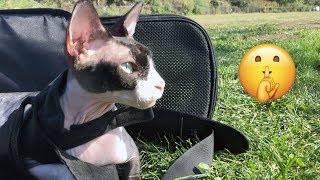 Taking My Sphynx Cat To The Park by The Dark Lord 14,661 views 4 years ago 6 minutes, 39 seconds