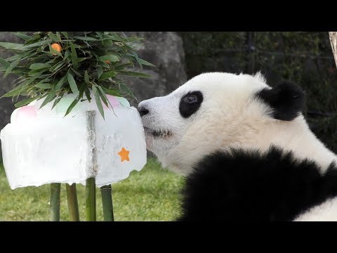 【子パンダ】結浜🐼はじめてのクリスマスパーティーっ🎄🎅【Xmas 2017】　Giant Panda -Yuihin-☆Christmas party♪