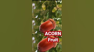 Acorn Fruit: #shorts #youtubeshort #shortvideo #fruits.